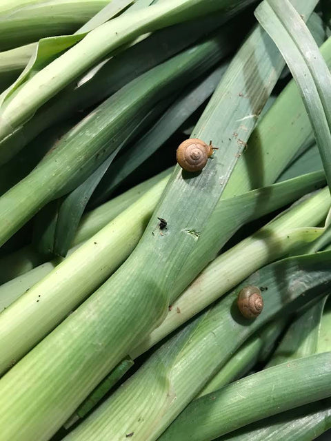 Organic leek and ginger oil