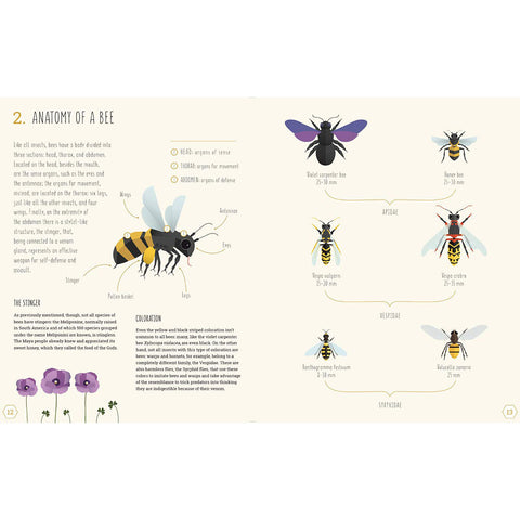 The World of Bees